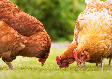 Vanodesh | Desi Chicken & Farm-Fresh Eggs – Rooted with Culture