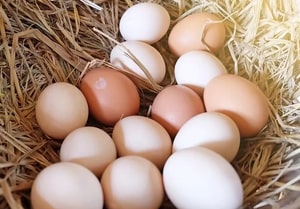 Vanodesh – Rooted with Culture